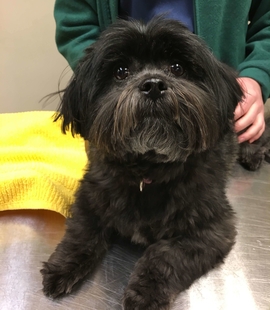 black small dog in examination table
