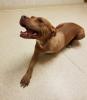 Three-legged brown rescue dog lying on the ground