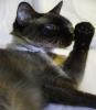 Siamese cat licking paws