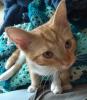 Small orange kitten in bed
